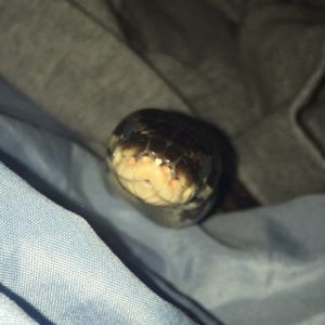 Meet your Posher, Rylee